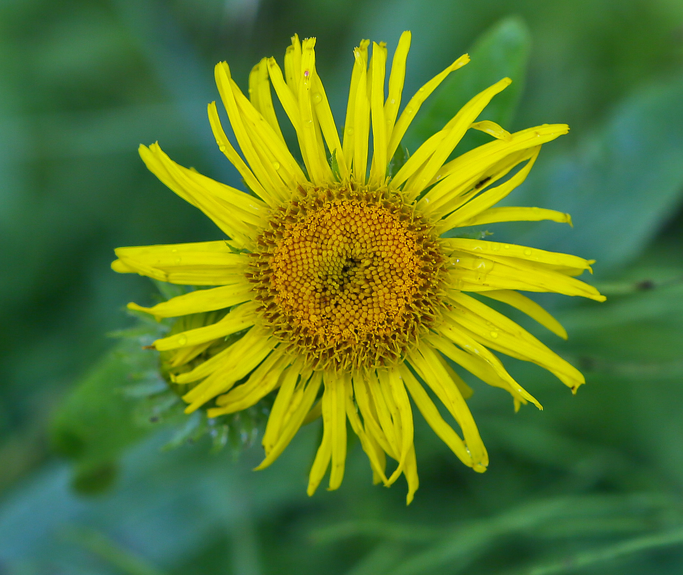 Изображение особи Inula britannica.