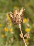 Centaurea adpressa