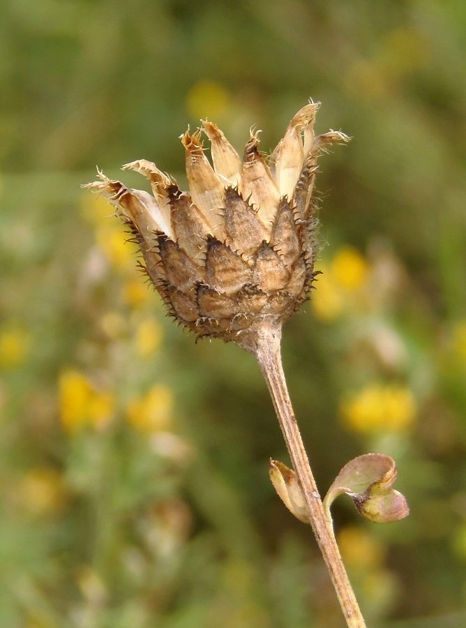 Изображение особи Centaurea adpressa.