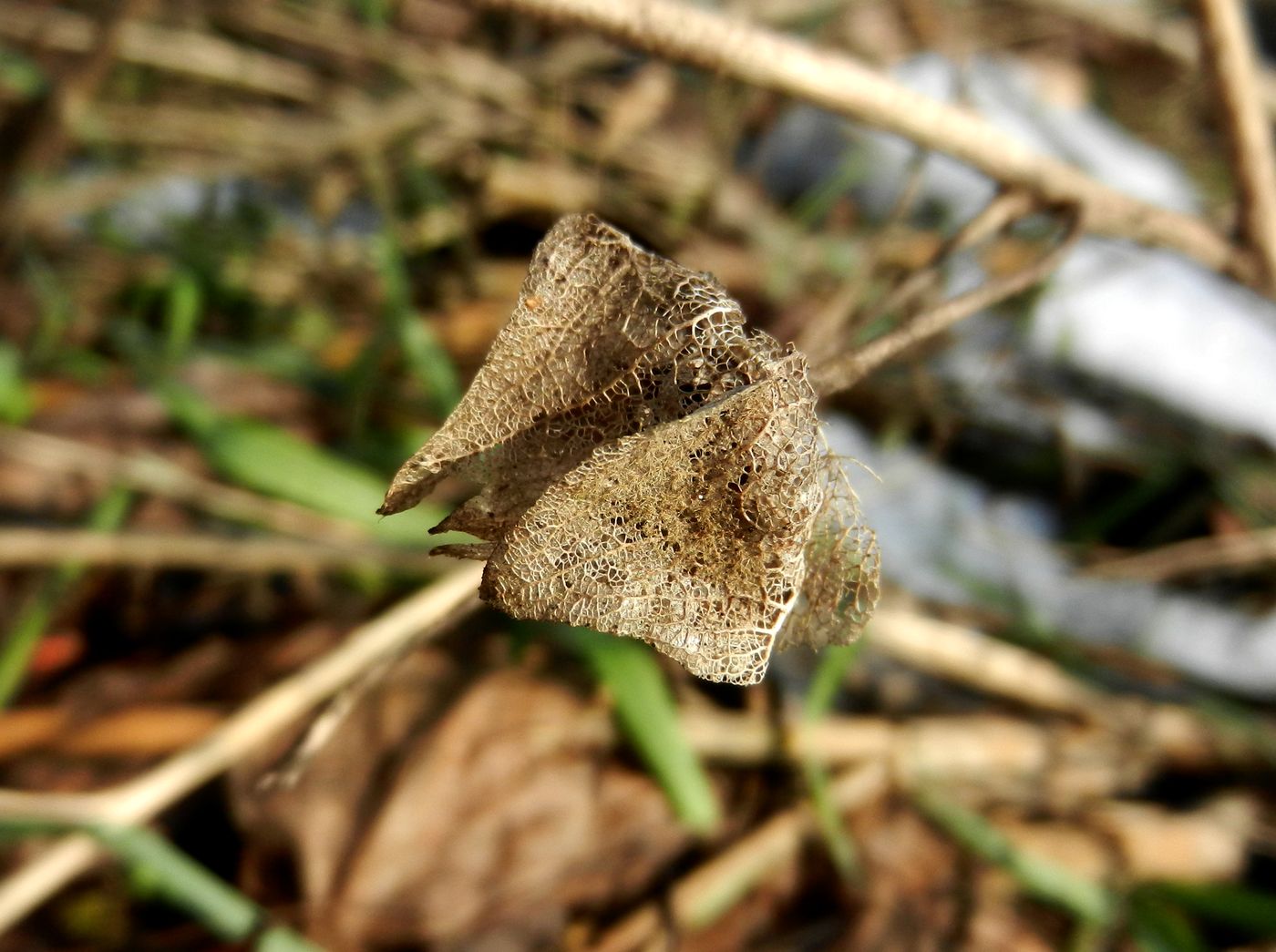 Image of Malva thuringiaca specimen.