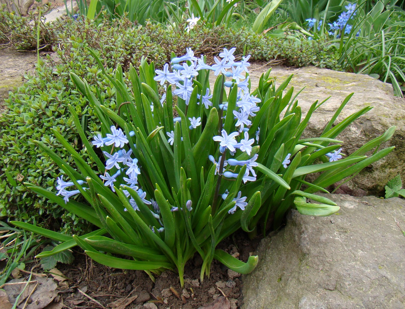 Image of Hyacinthus orientalis specimen.