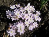 Hepatica nobilis