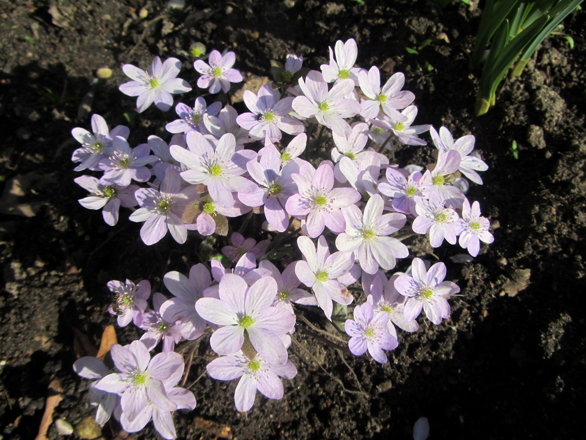 Изображение особи Hepatica nobilis.