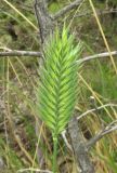 Agropyron pinifolium. Соцветие в бутонах. Краснодарский край, м/о город-курорт Геленджик, окр. пос. Светлый, щель Церковная, можжевелово-дубовое редколесье на юго-восточном склоне к водохранилищу. 6 мая 2017 г.