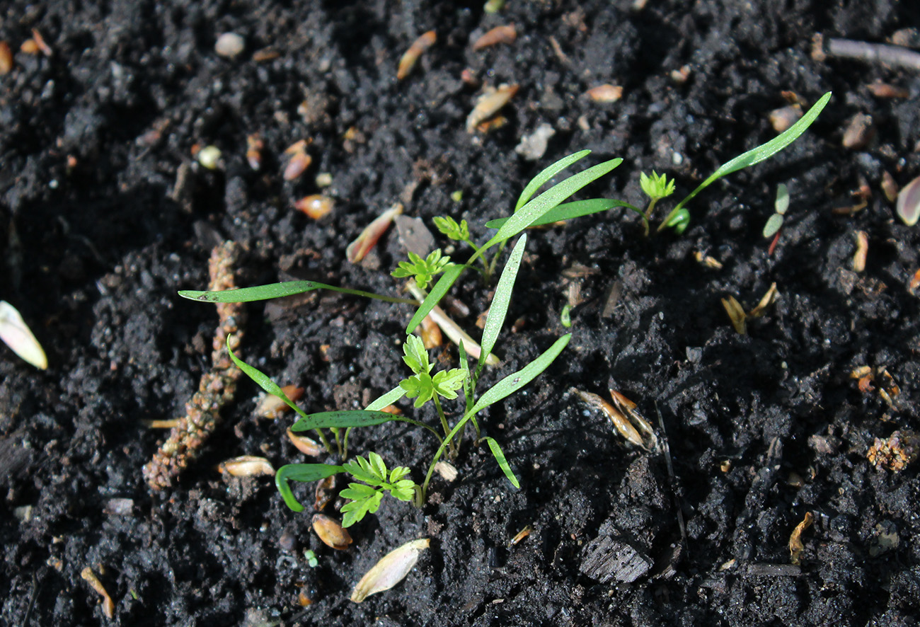 Image of Aegopodium podagraria specimen.