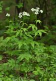 Cardamine leucantha