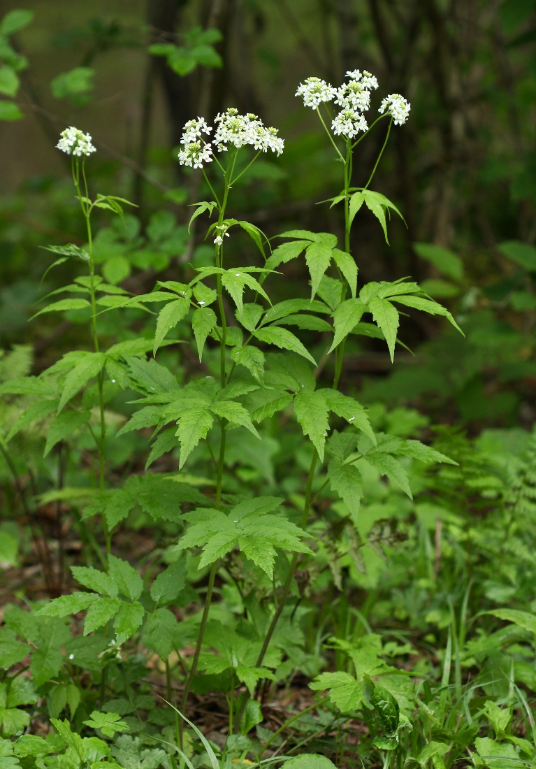 Изображение особи Cardamine leucantha.