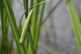 Acorus calamus