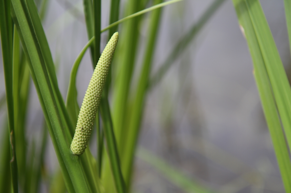 Изображение особи Acorus calamus.