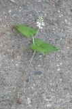 Maianthemum bifolium. Вырванное цветущее растение. Ярославская обл., г. Переславль-Залесский, дендрологический сад. 12.06.2017.