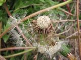 genus Taraxacum. Соплодие с частично осыпавшимися плодами-семянками. Крым, Севастополь. 16 апреля 2010 г.