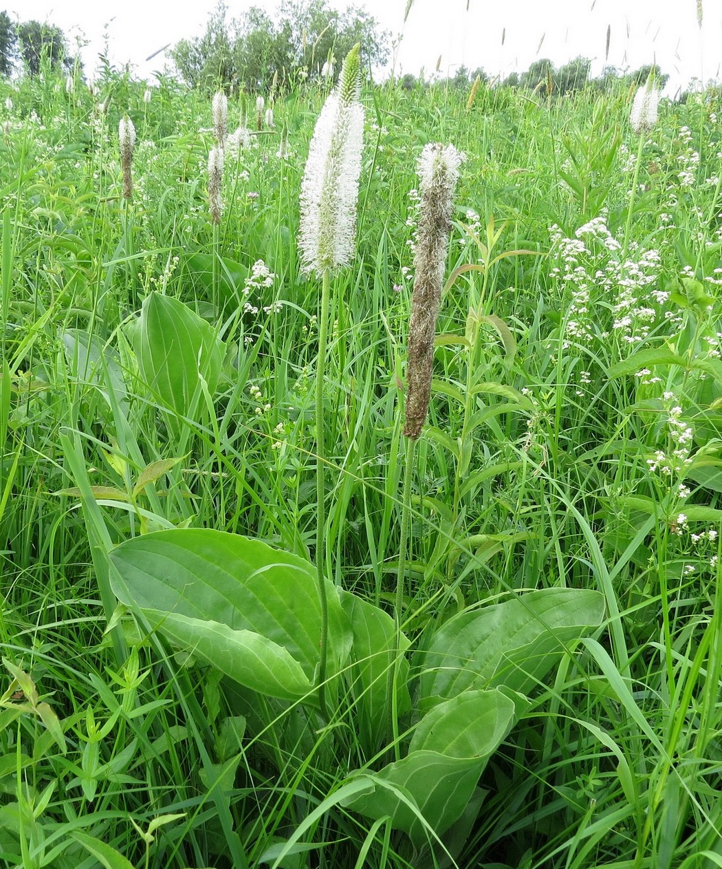 Изображение особи Plantago maxima.