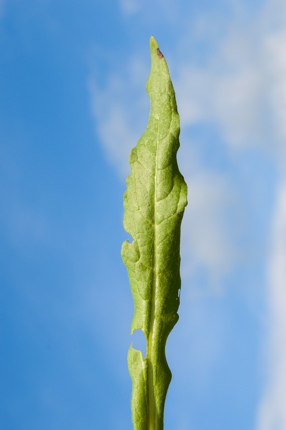 Image of Cynoglossum officinale specimen.