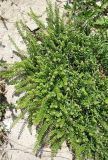 Lepidium densiflorum