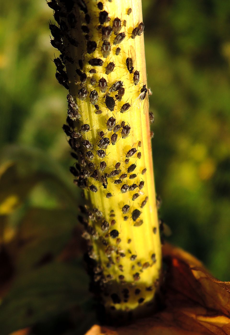 Image of Valeriana officinalis specimen.