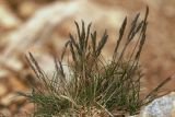 genus Festuca. Цветущее растение. Адыгея, Кавказский биосферный заповедник, склон горы Оштен, выс. ≈ 2700 м н.у.м., каменистый склон. 24.07.2017.