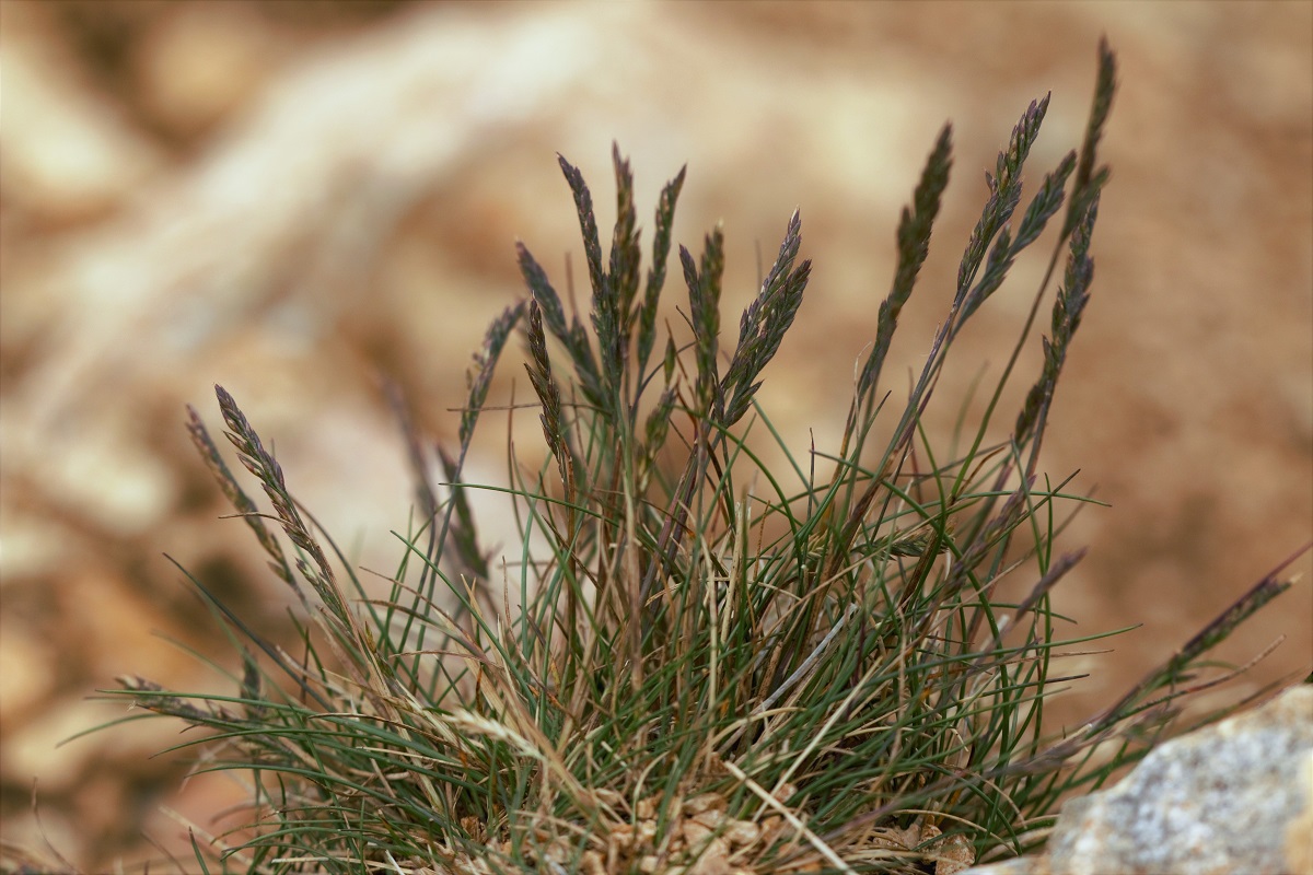Image of genus Festuca specimen.