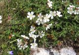Geranium gymnocaulon