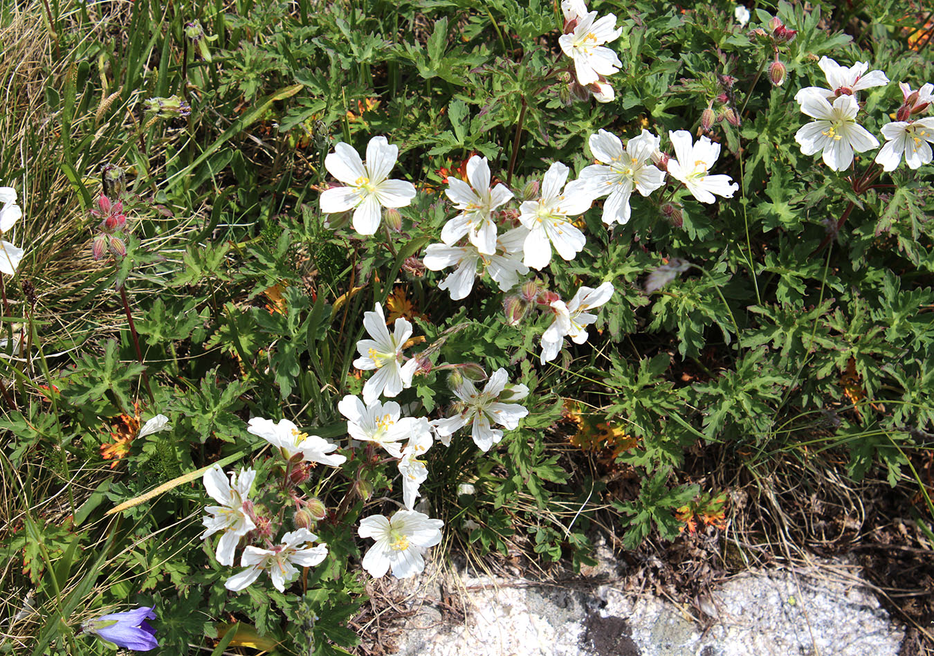 Изображение особи Geranium gymnocaulon.