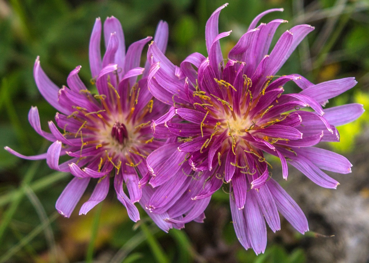 Image of Taraxacum porphyranthum specimen.