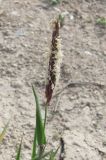 Alopecurus myosuroides