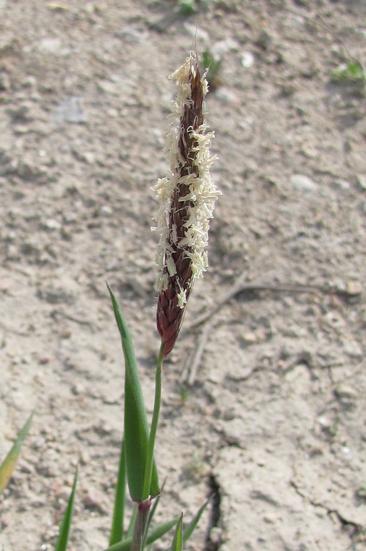 Image of Alopecurus myosuroides specimen.