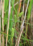 Carex extensa