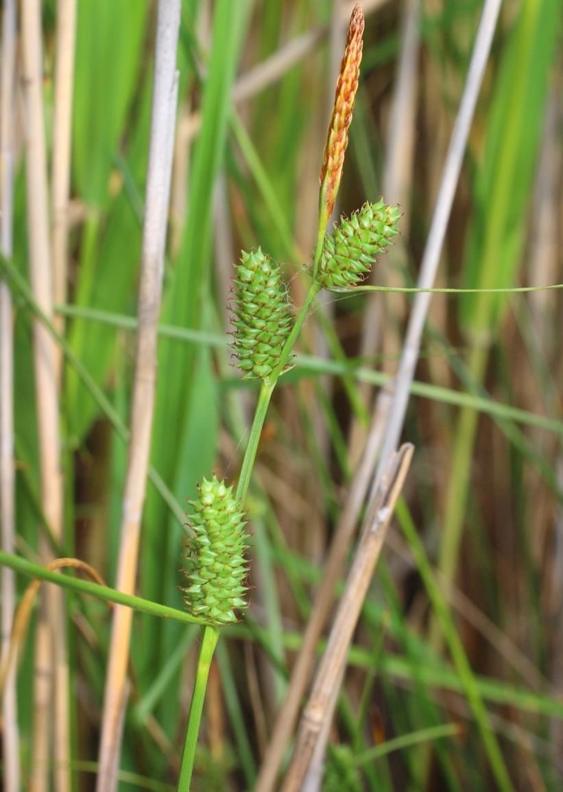 Изображение особи Carex extensa.