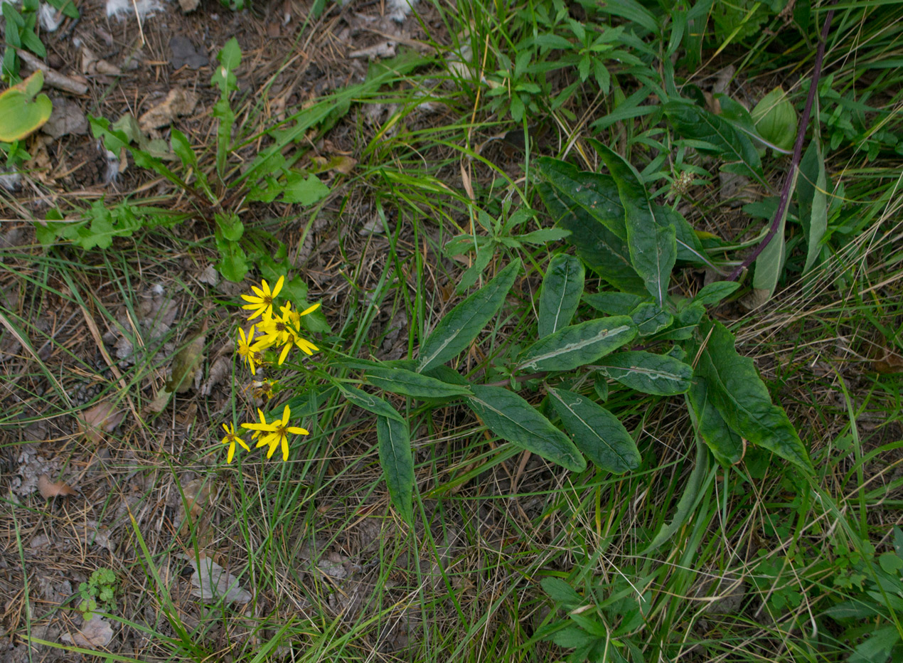 Image of Senecio nemorensis specimen.