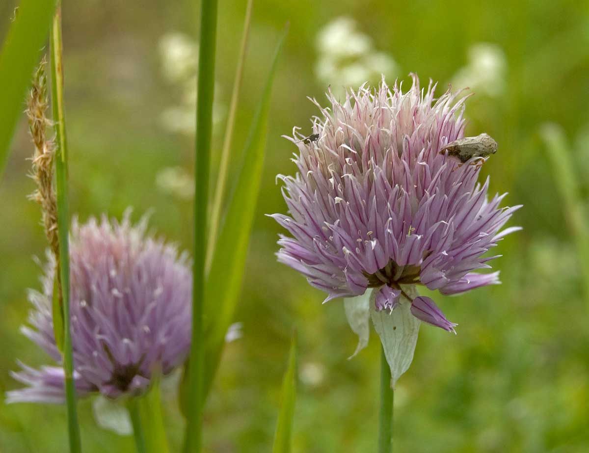 Image of Allium schoenoprasum specimen.