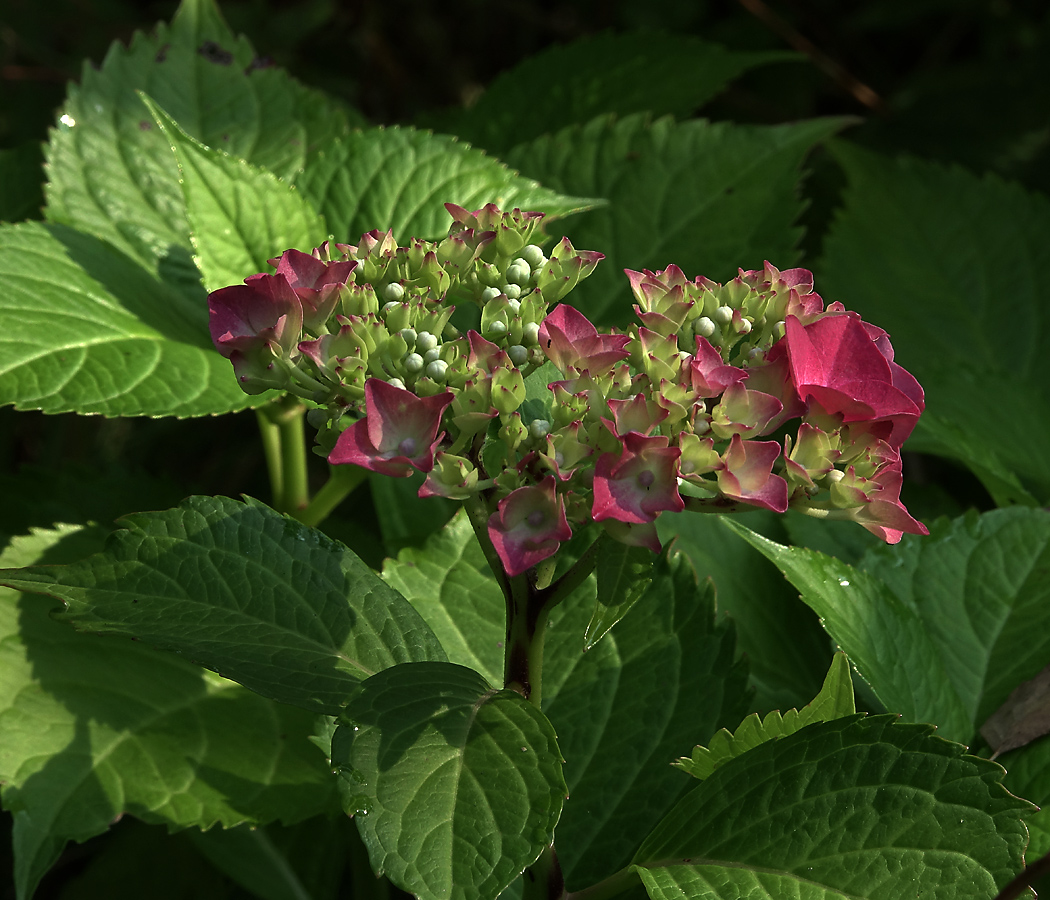 Image of Hydrangea macrophylla specimen.