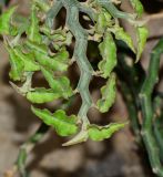 Euphorbia tithymaloides. Верхушка веточки. Израиль, впадина Мёртвого моря, киббуц Эйн-Геди. 24.04.2017.