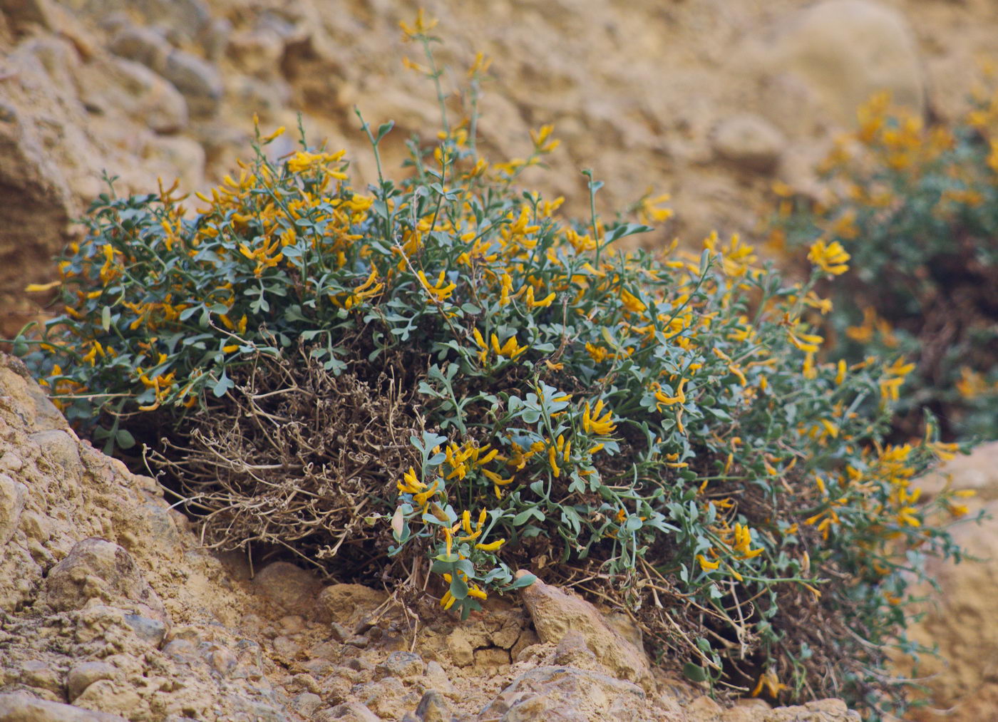 Image of Corydalis kovakensis specimen.