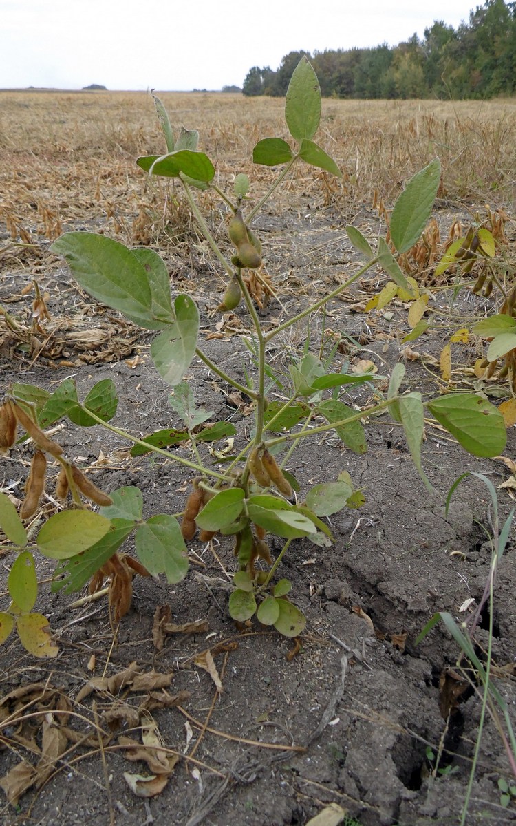 Image of Glycine max specimen.