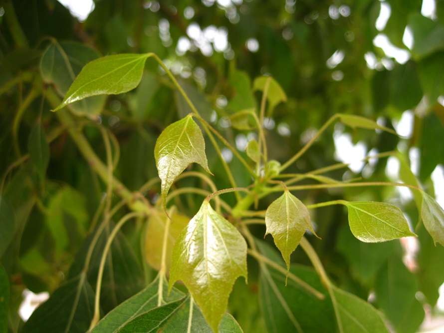 Изображение особи Brachychiton populneus.