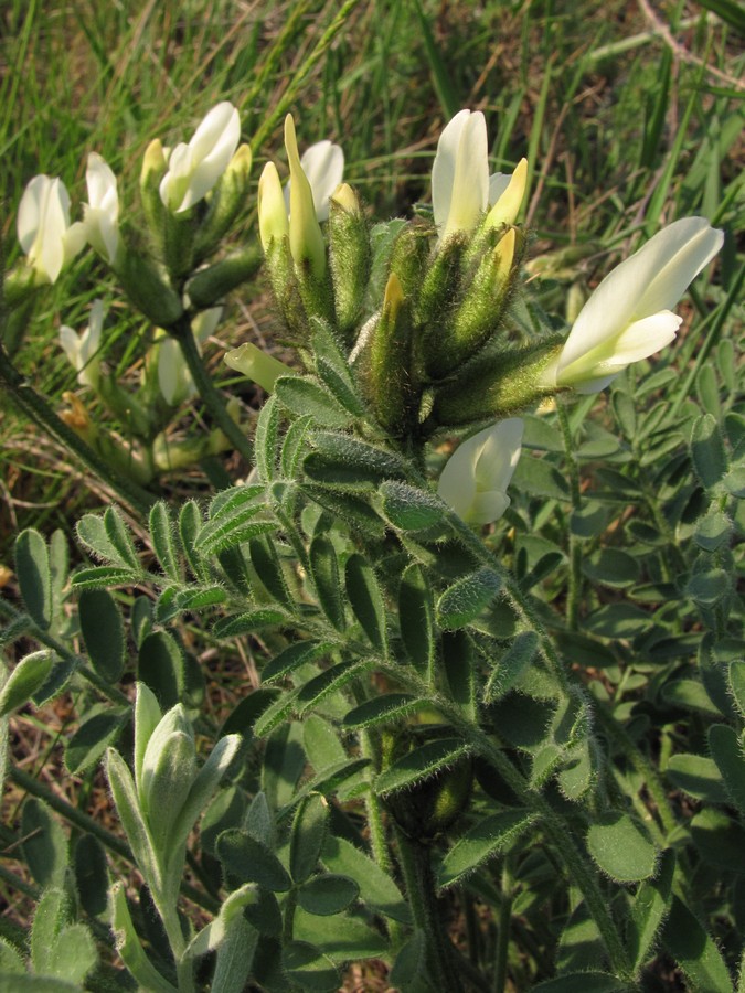 Изображение особи Astragalus reduncus.