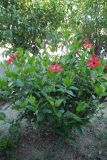 Hibiscus rosa-sinensis. Цветущее растение. Греция, о. Родос, в культуре. Июль 2017 г.