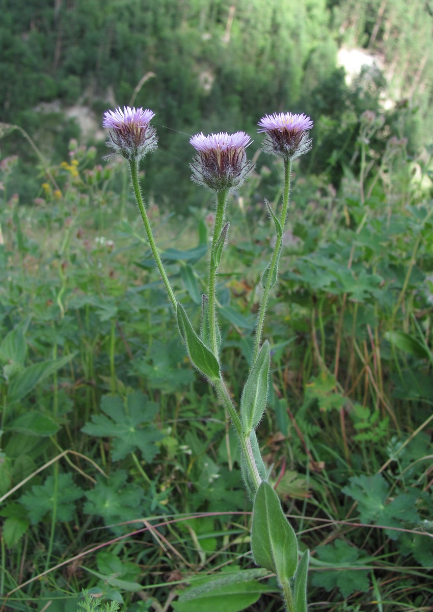 Image of Erigeron caucasicus specimen.