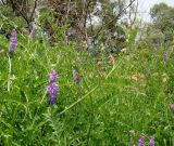 Vicia tenuifolia. Верхушки цветущих растений. Республика Адыгея, Красногвардейский р-н, аул Хатукай, склон защитной дамбы р. Кубань, вьющееся на сухом кустарнике. 18.06.2017.