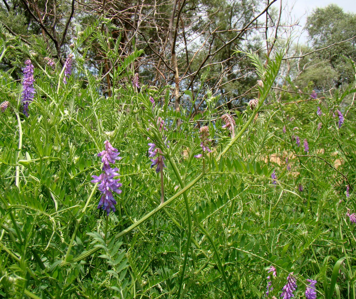 Изображение особи Vicia tenuifolia.