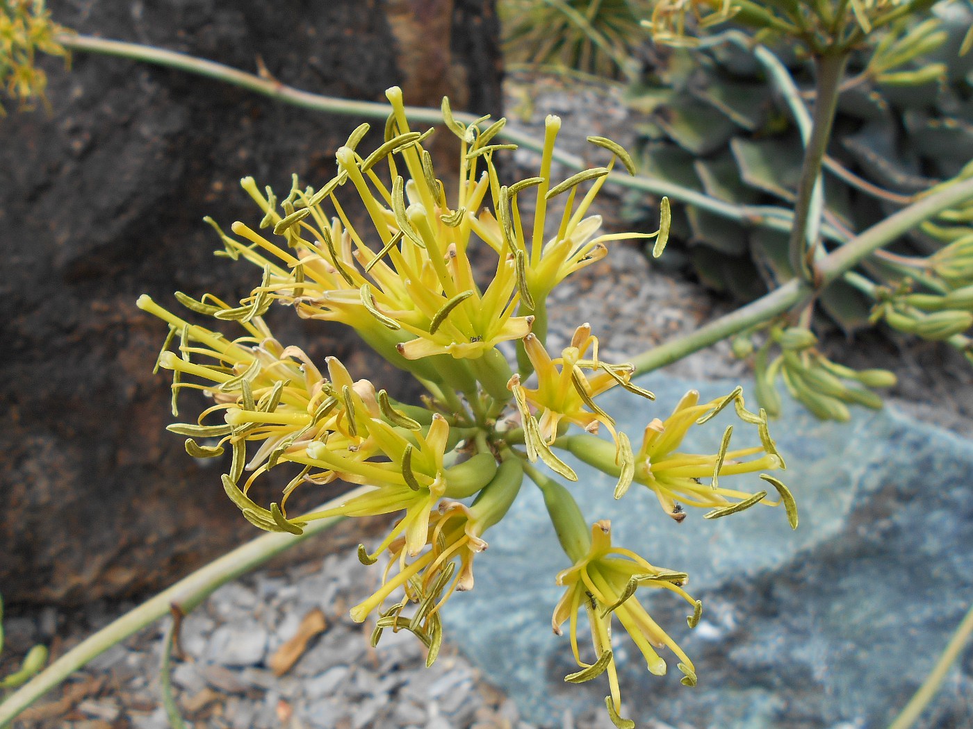 Изображение особи Agave parrasana.