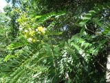 Senna spectabilis. Побег с соцветиями. Австралия, г. Брисбен, ботанический сад. 12.03.2016.