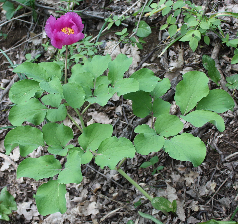 Изображение особи Paeonia daurica.