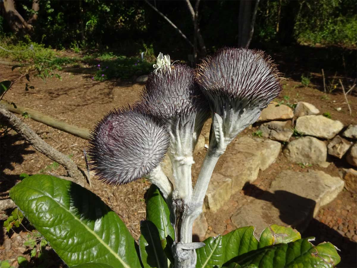 Image of Oldenburgia grandis specimen.