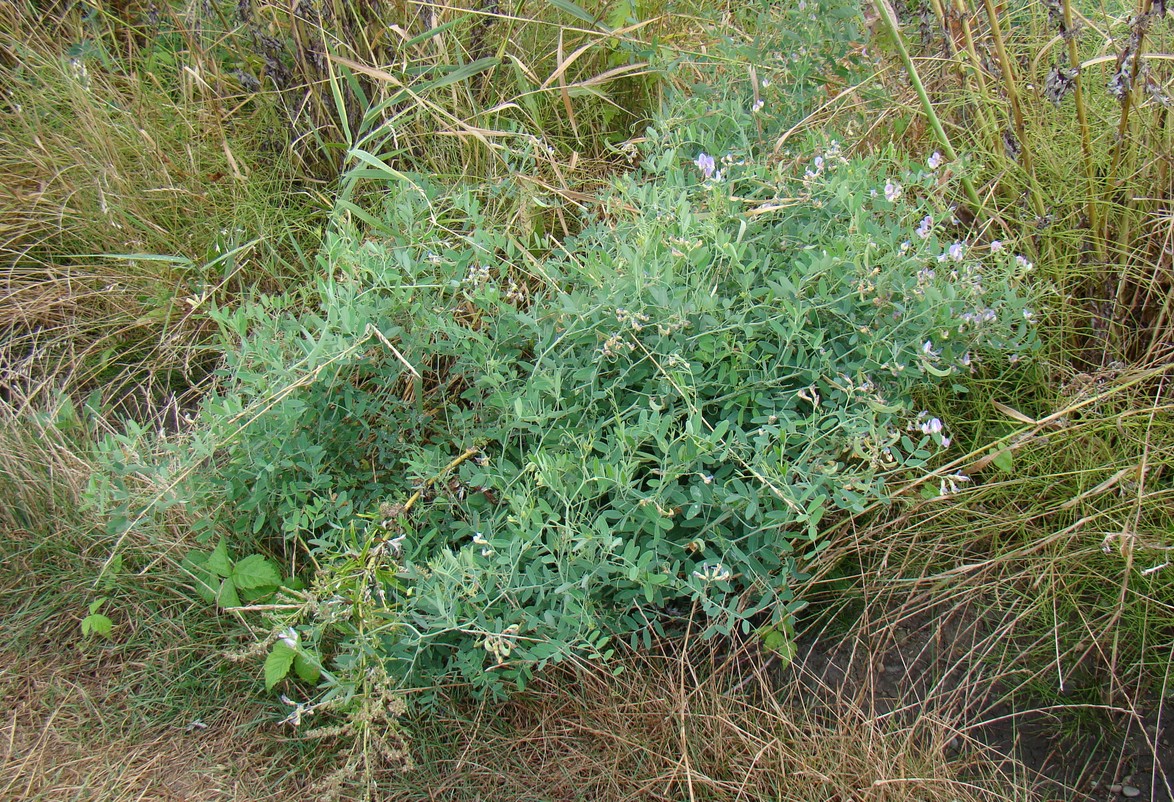 Image of Lathyrus incurvus specimen.