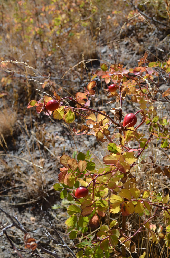 Изображение особи Rosa nanothamnus.