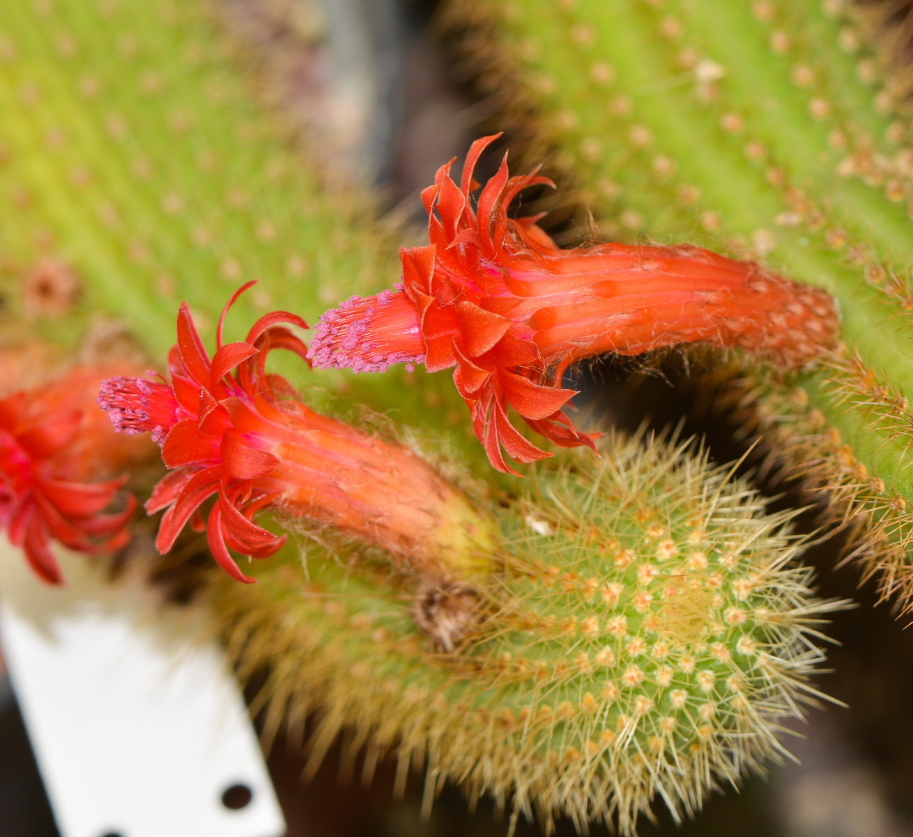 Image of Cleistocactus winteri specimen.