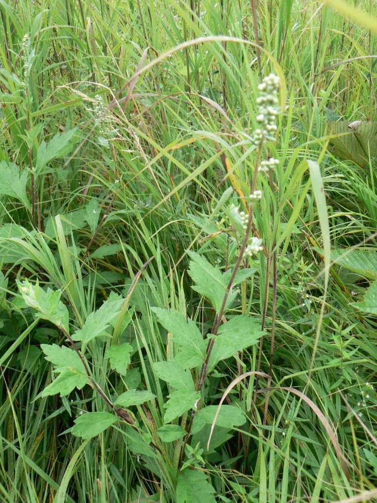 Image of Artemisia stolonifera specimen.