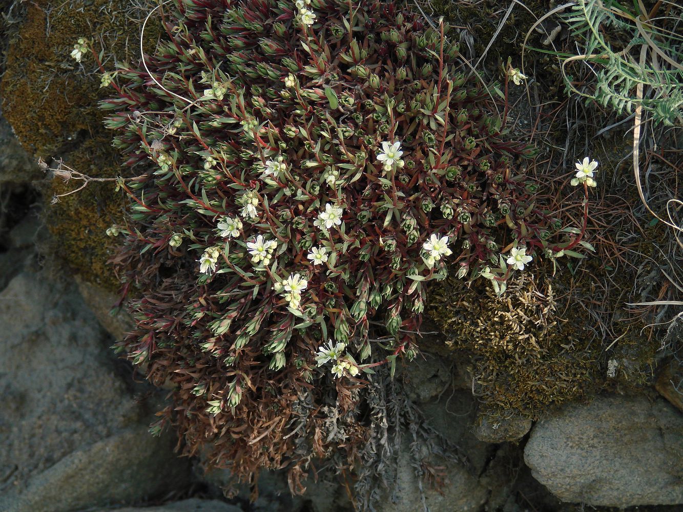 Изображение особи Saxifraga spinulosa.