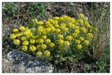 Alyssum lenense